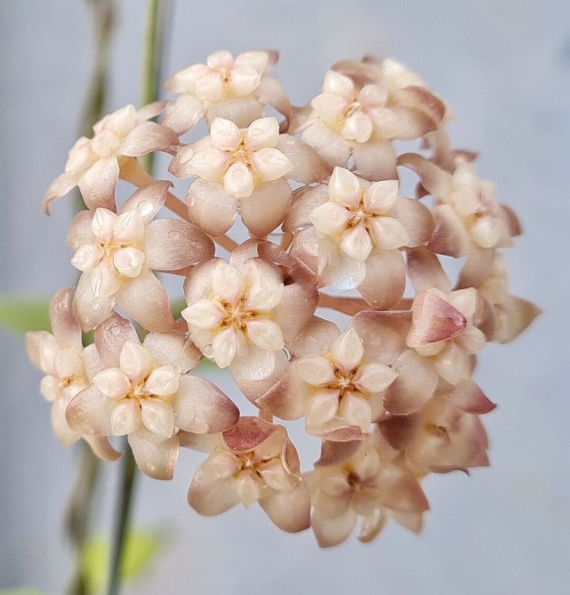 Hoya Crassipetiolata