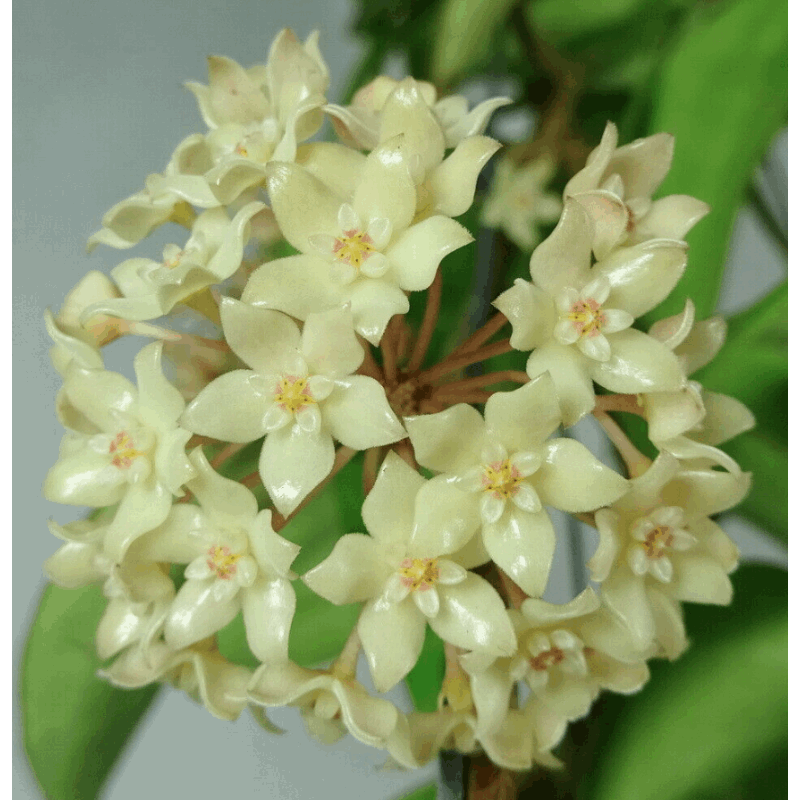 Hoya Rangsan