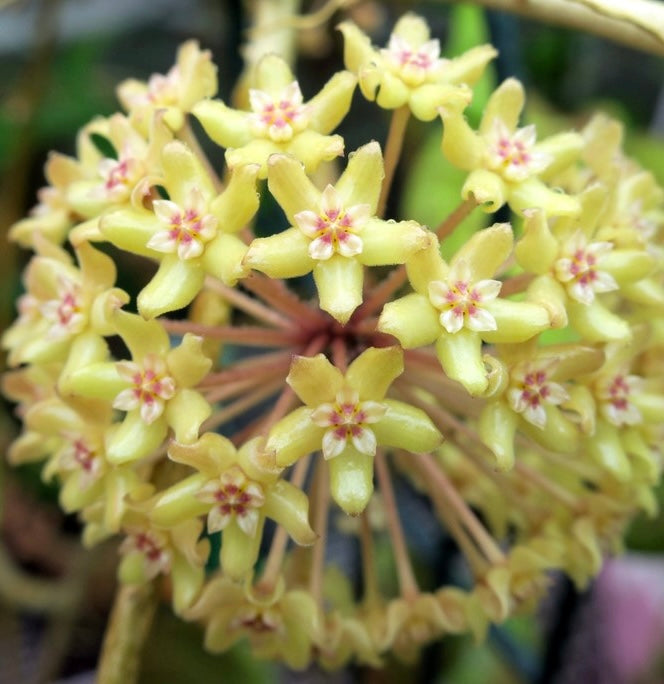 Hoya Quinquenervia