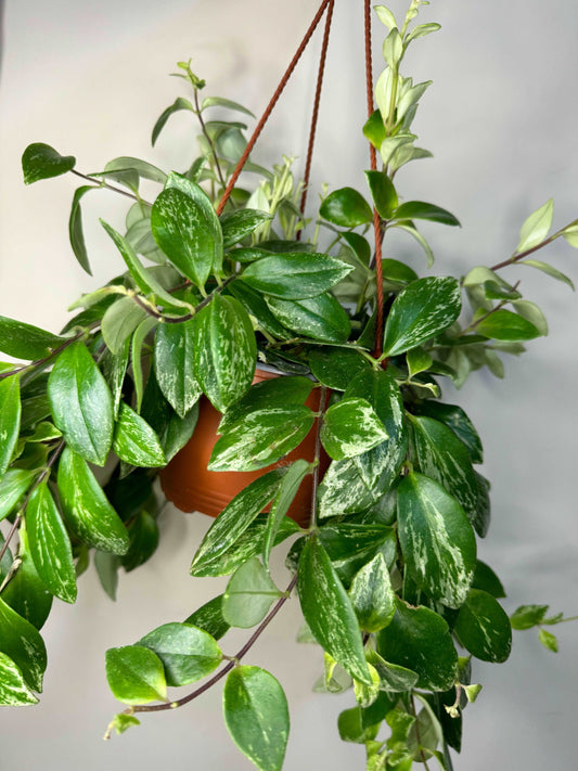 Aeschynanthus Lobbianus variegato