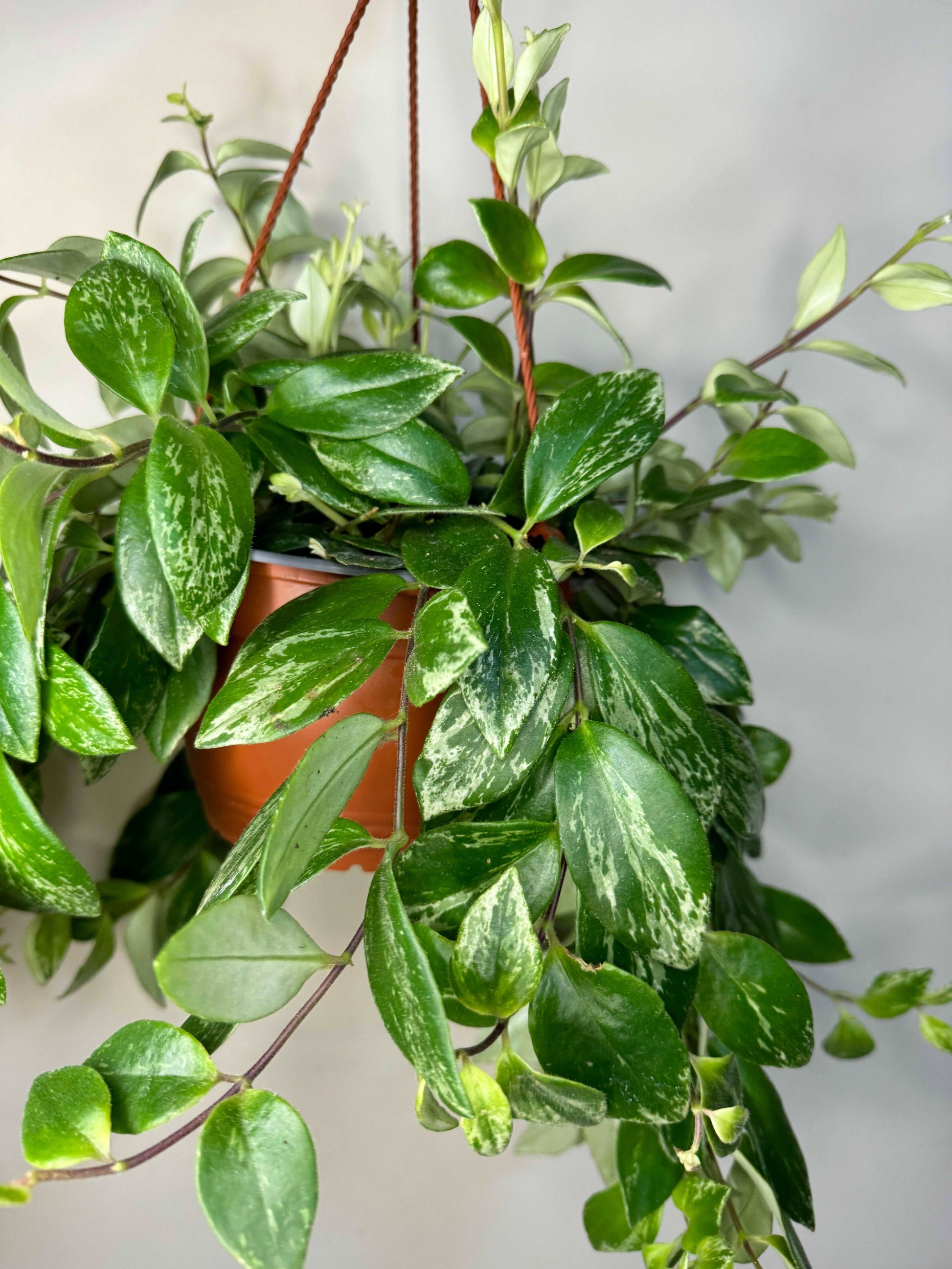 Aeschynanthus Lobbianus variegato