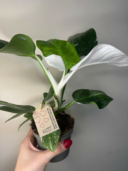 Philodendron White Wizard