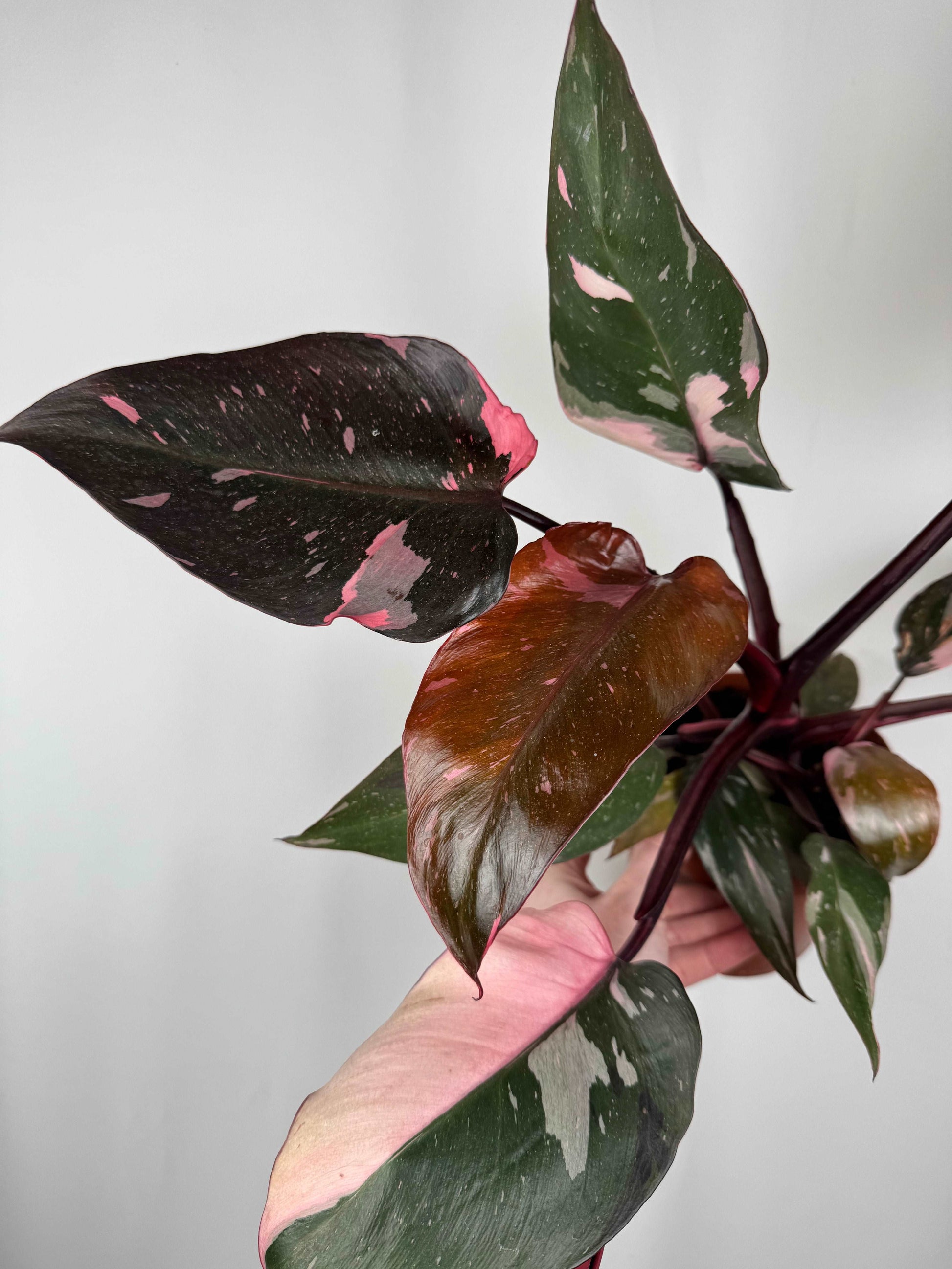 Philodendron “Pink Marble”