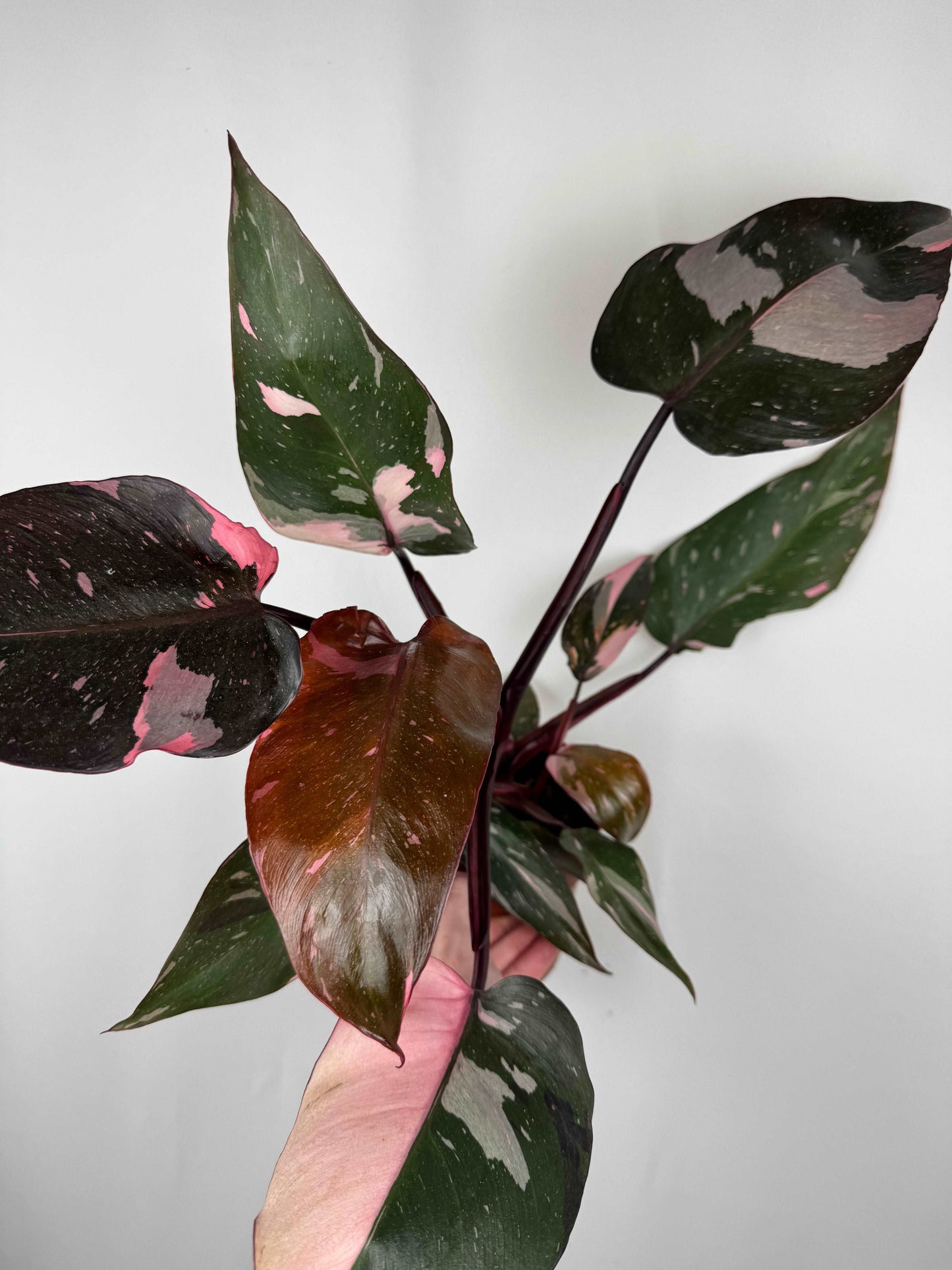 Philodendron “Pink Marble”