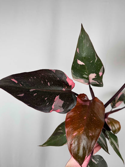 Philodendron “Pink Marble”