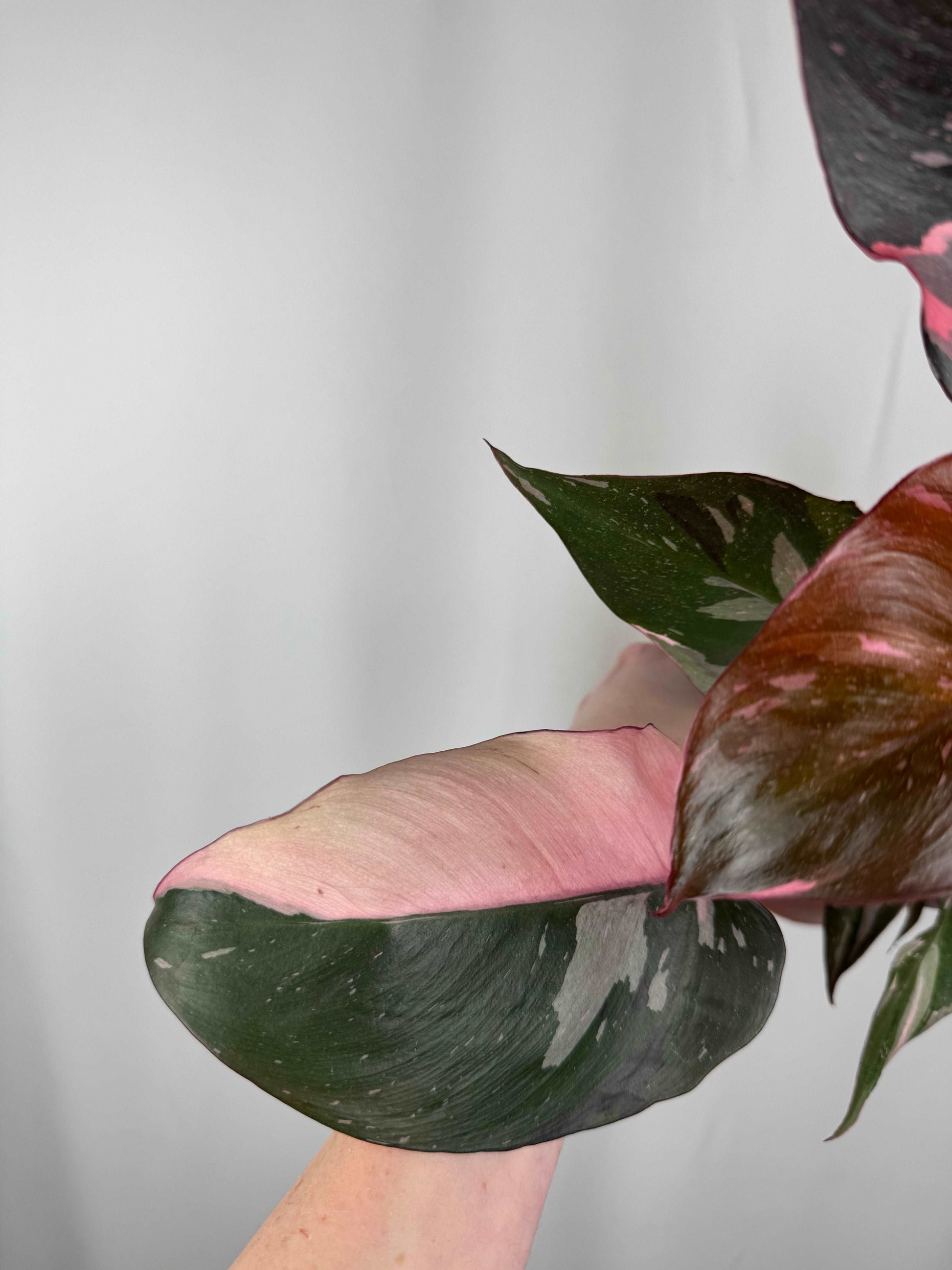 Philodendron “Pink Marble”