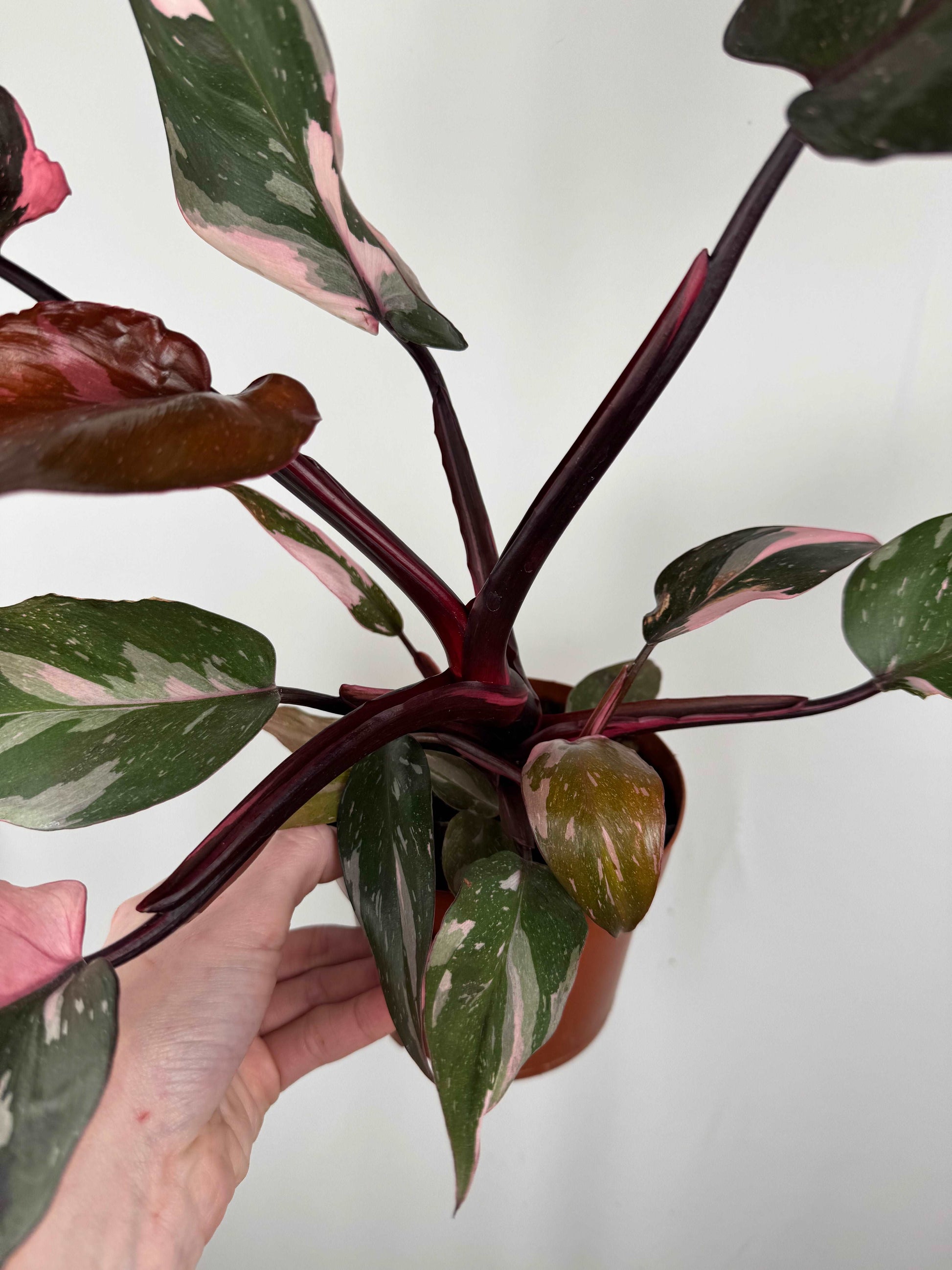 Philodendron “Pink Marble”