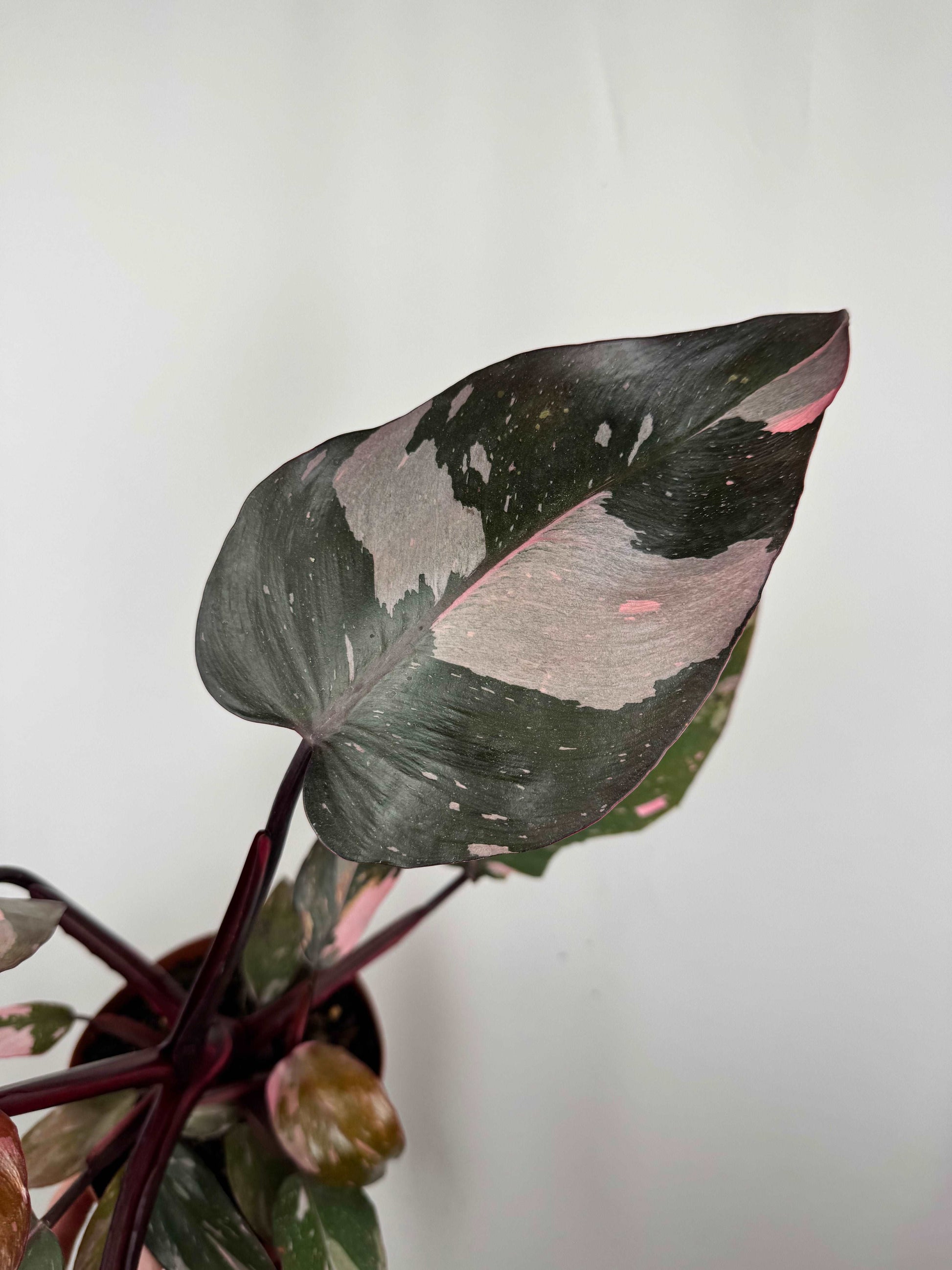 Philodendron “Pink Marble”