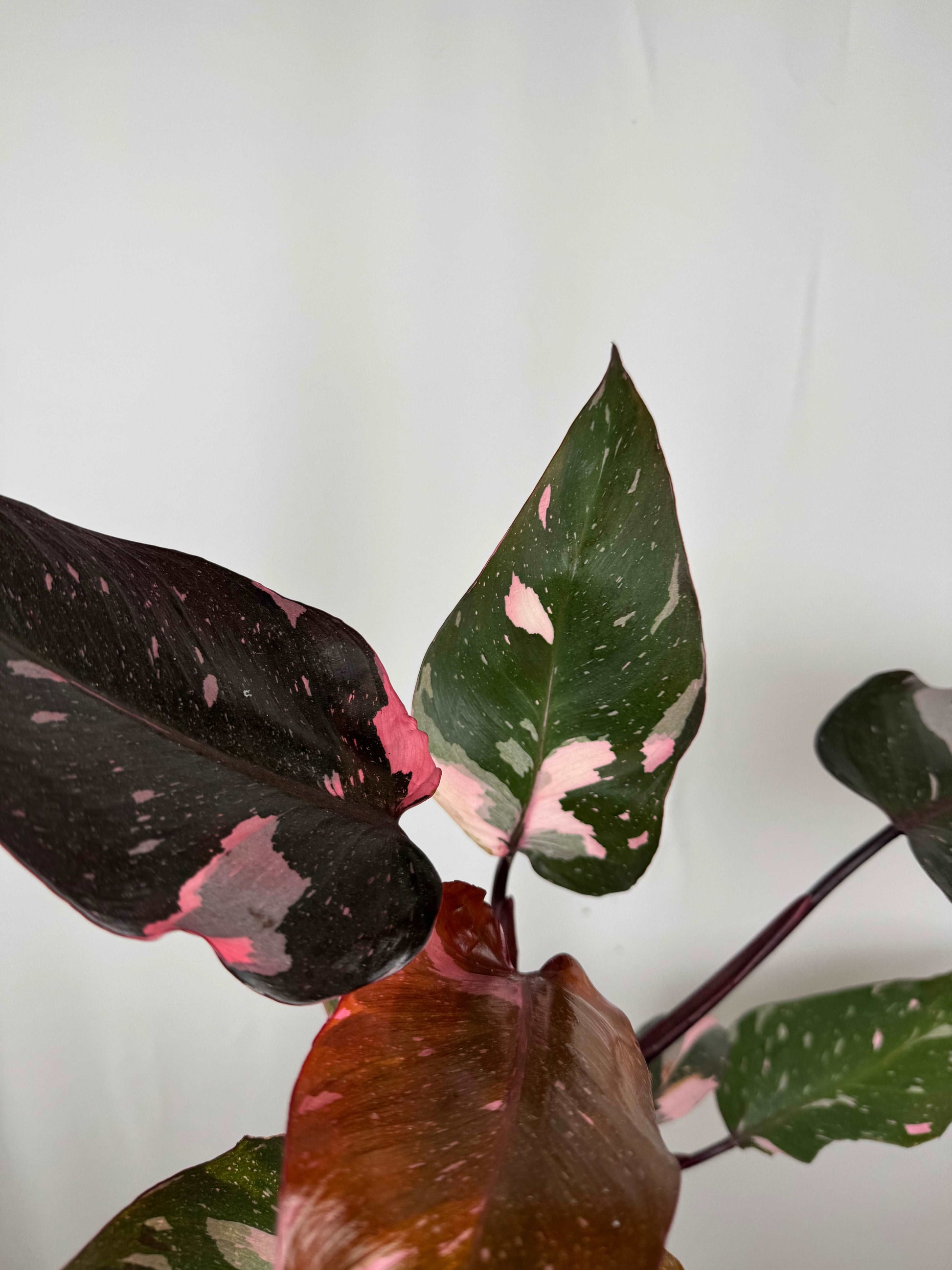 Philodendron “Pink Marble”