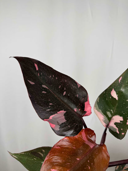 Philodendron “Pink Marble”