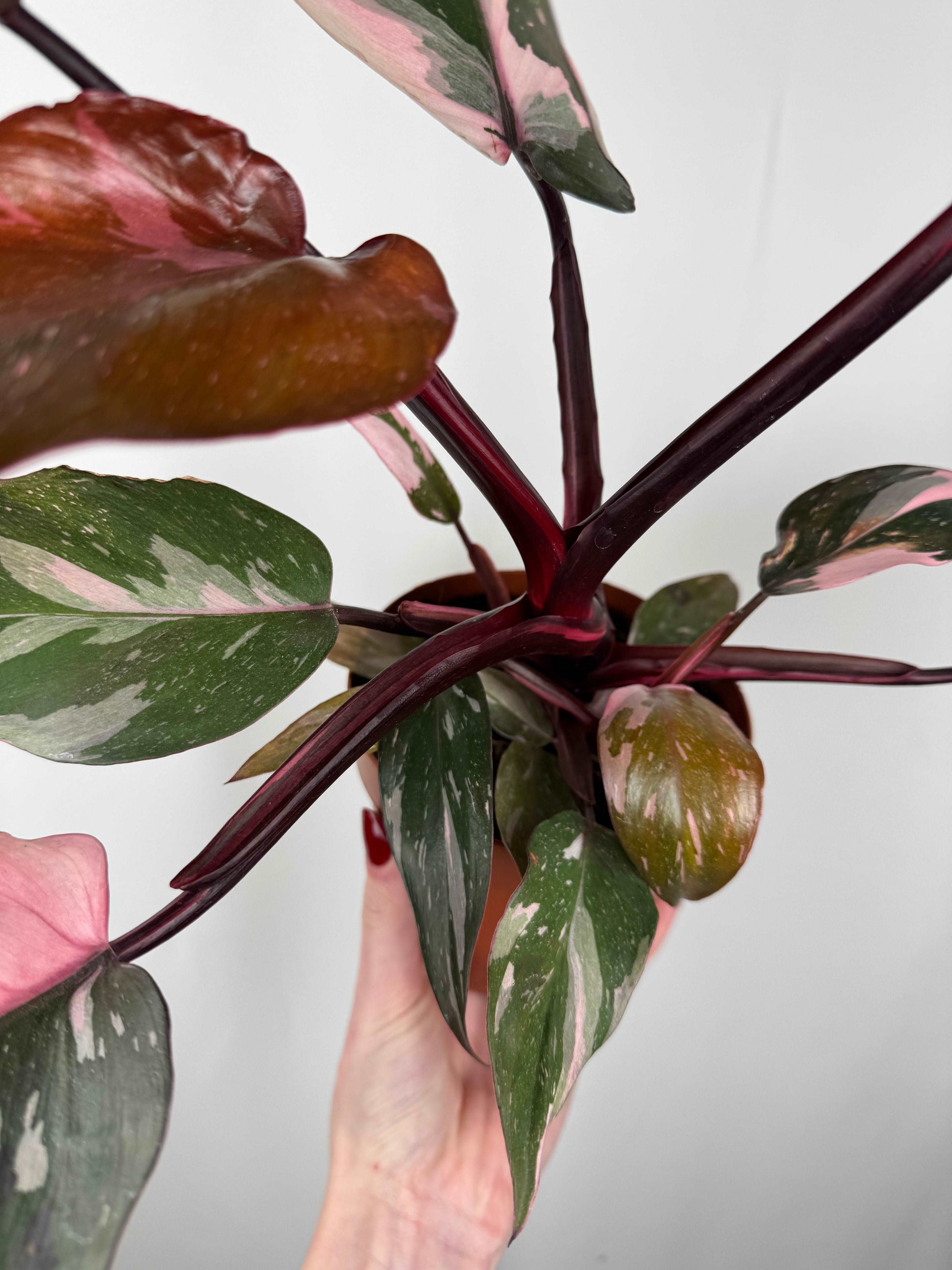 Philodendron “Pink Marble”