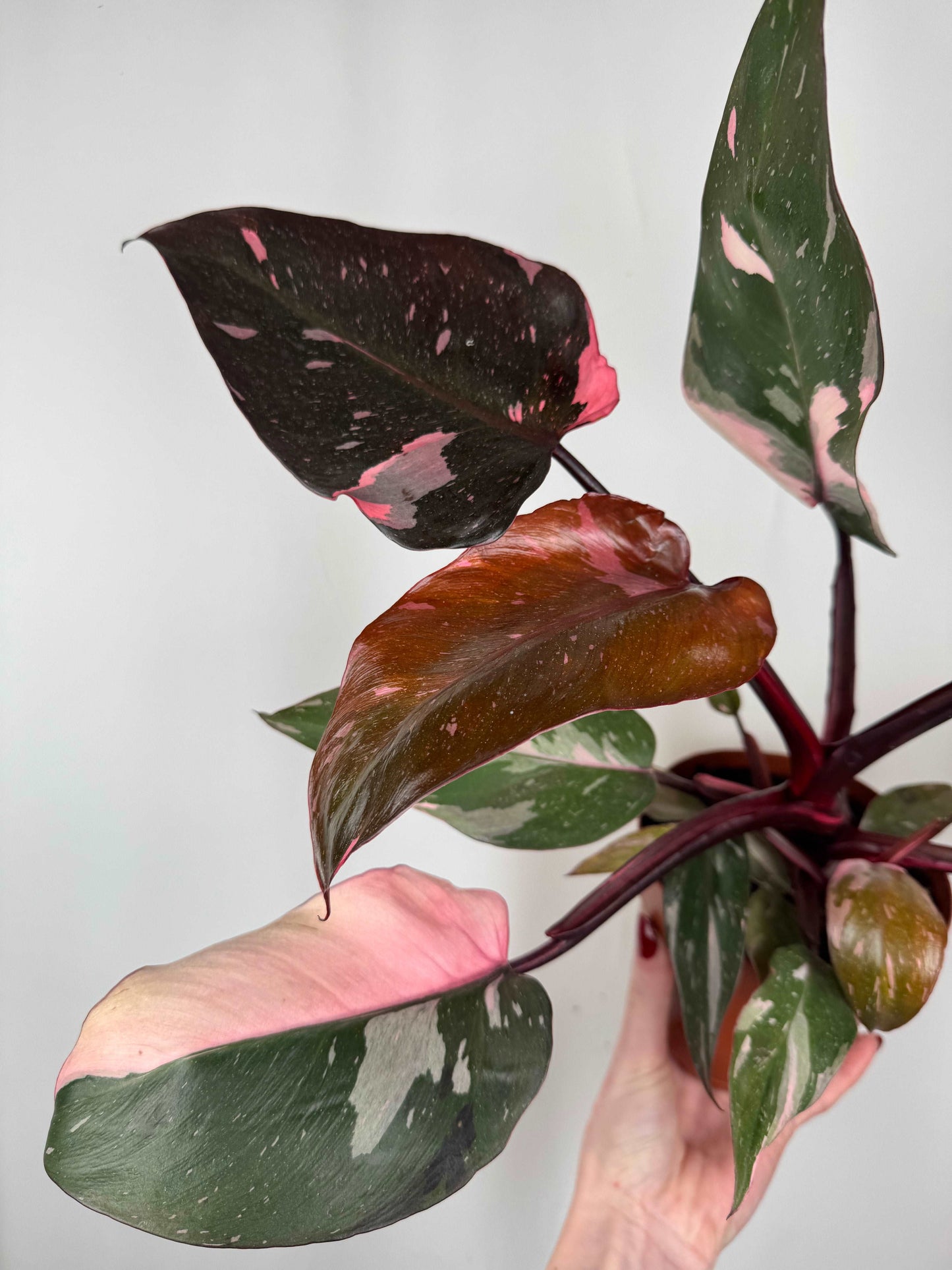 Philodendron “Pink Marble”