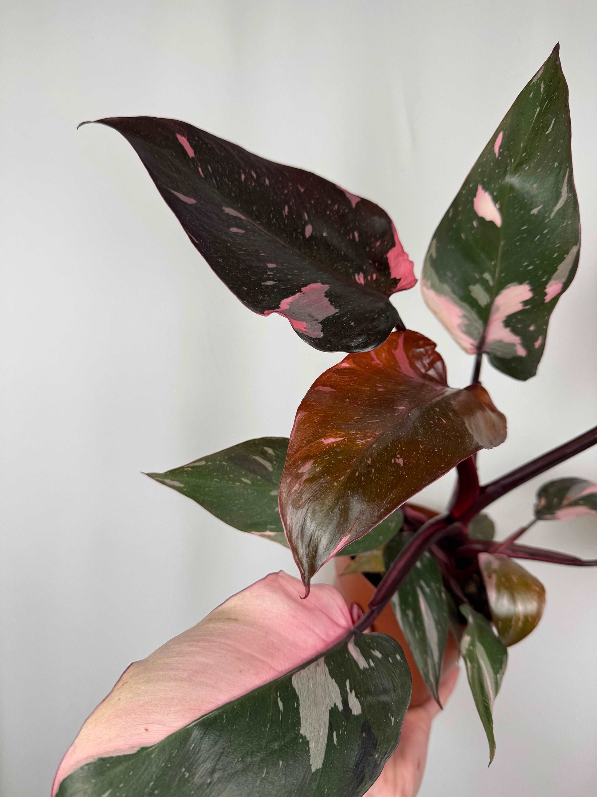 Philodendron “Pink Marble”