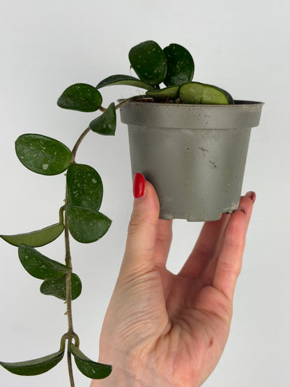 Hoya Mathilde Splash | Sara Tropical Corner
