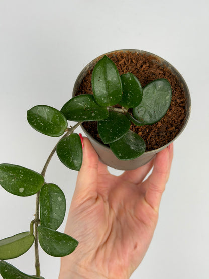 Hoya Mathilde Splash | Sara Tropical Corner