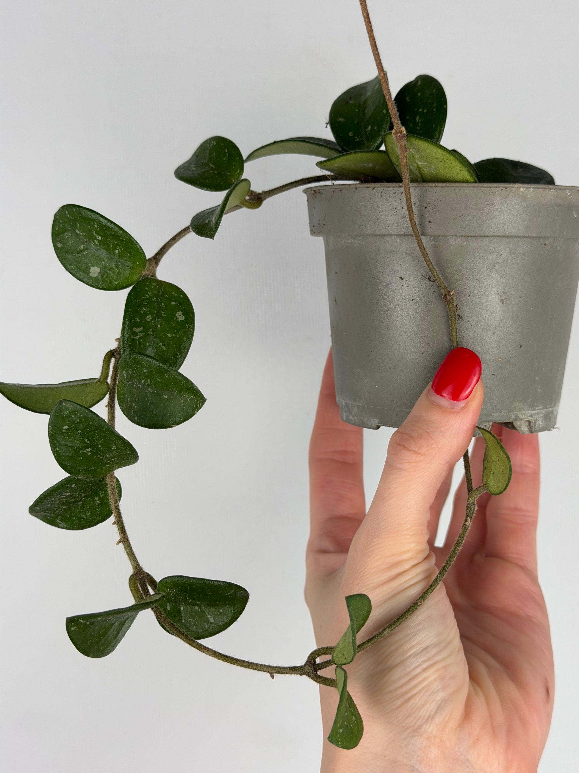 Hoya Mathilde Splash | Sara Tropical Corner