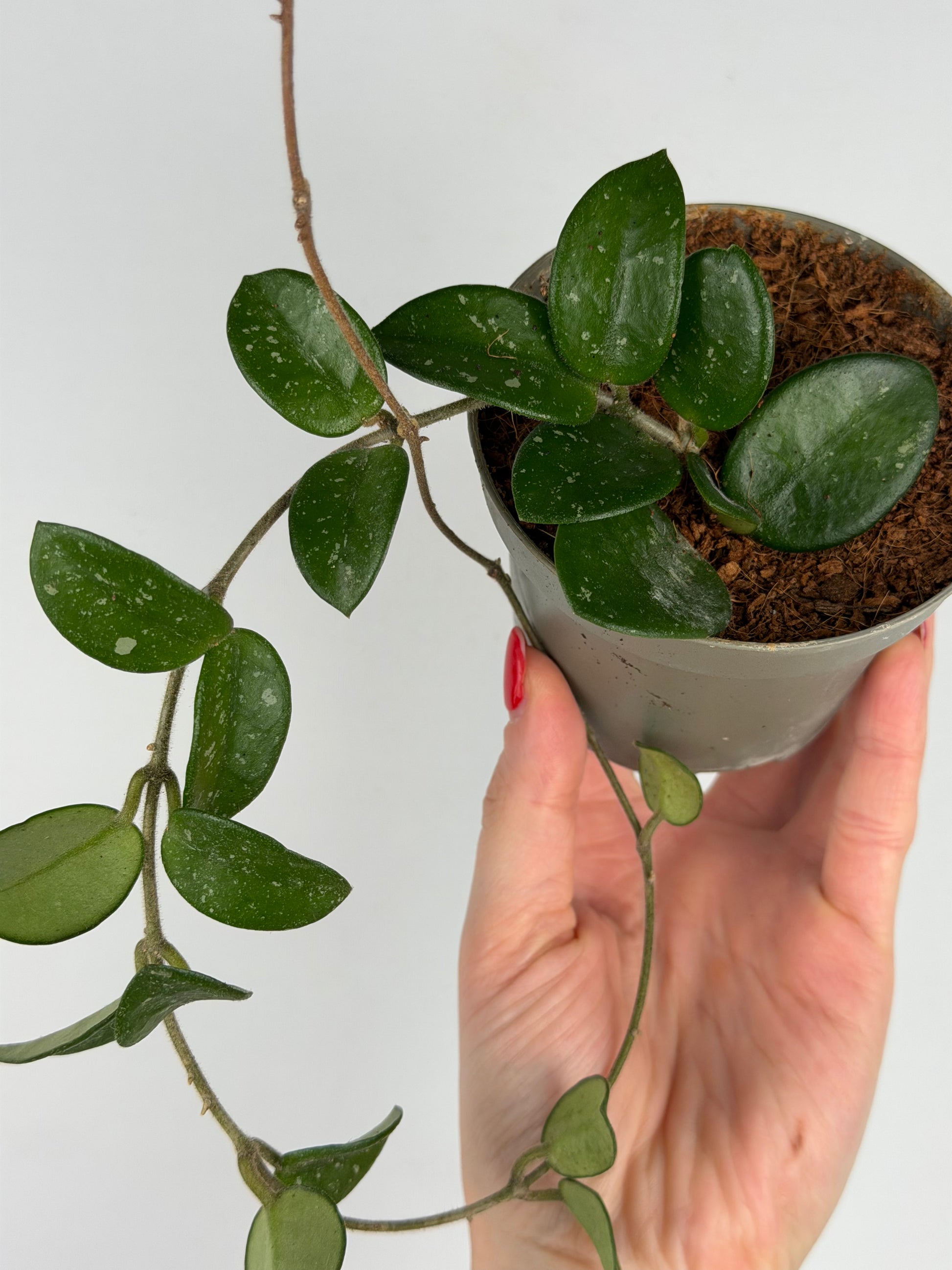 Hoya Mathilde Splash | Sara Tropical Corner