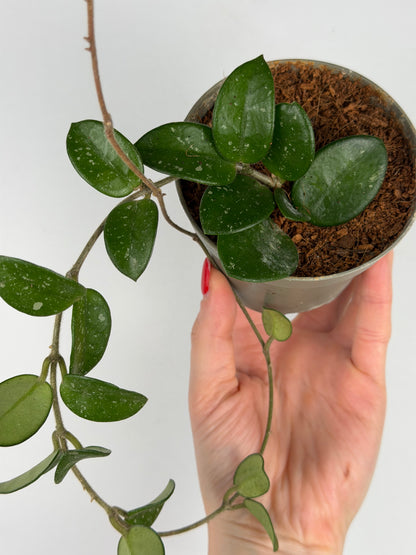 Hoya Mathilde Splash | Sara Tropical Corner