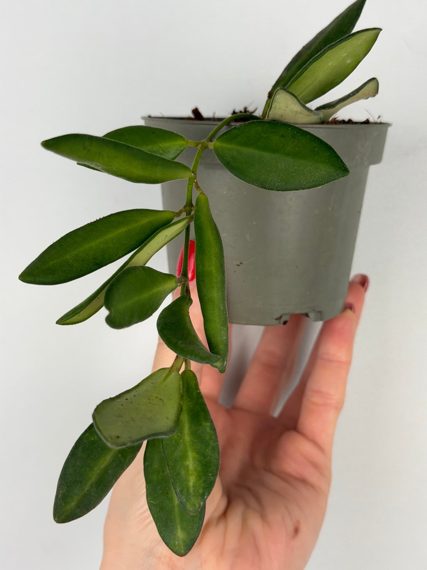 Hoya Burtoniae | Clara Tropical Corner