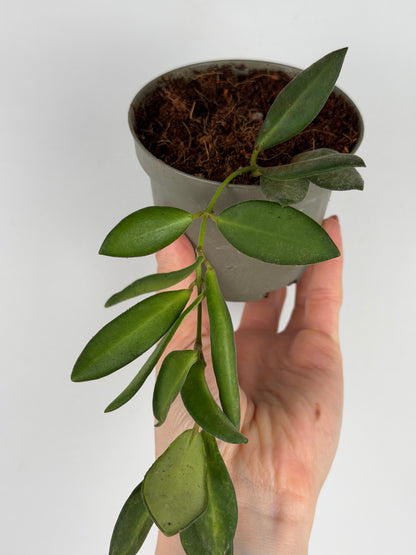 Hoya Burtoniae | Clara Tropical Corner