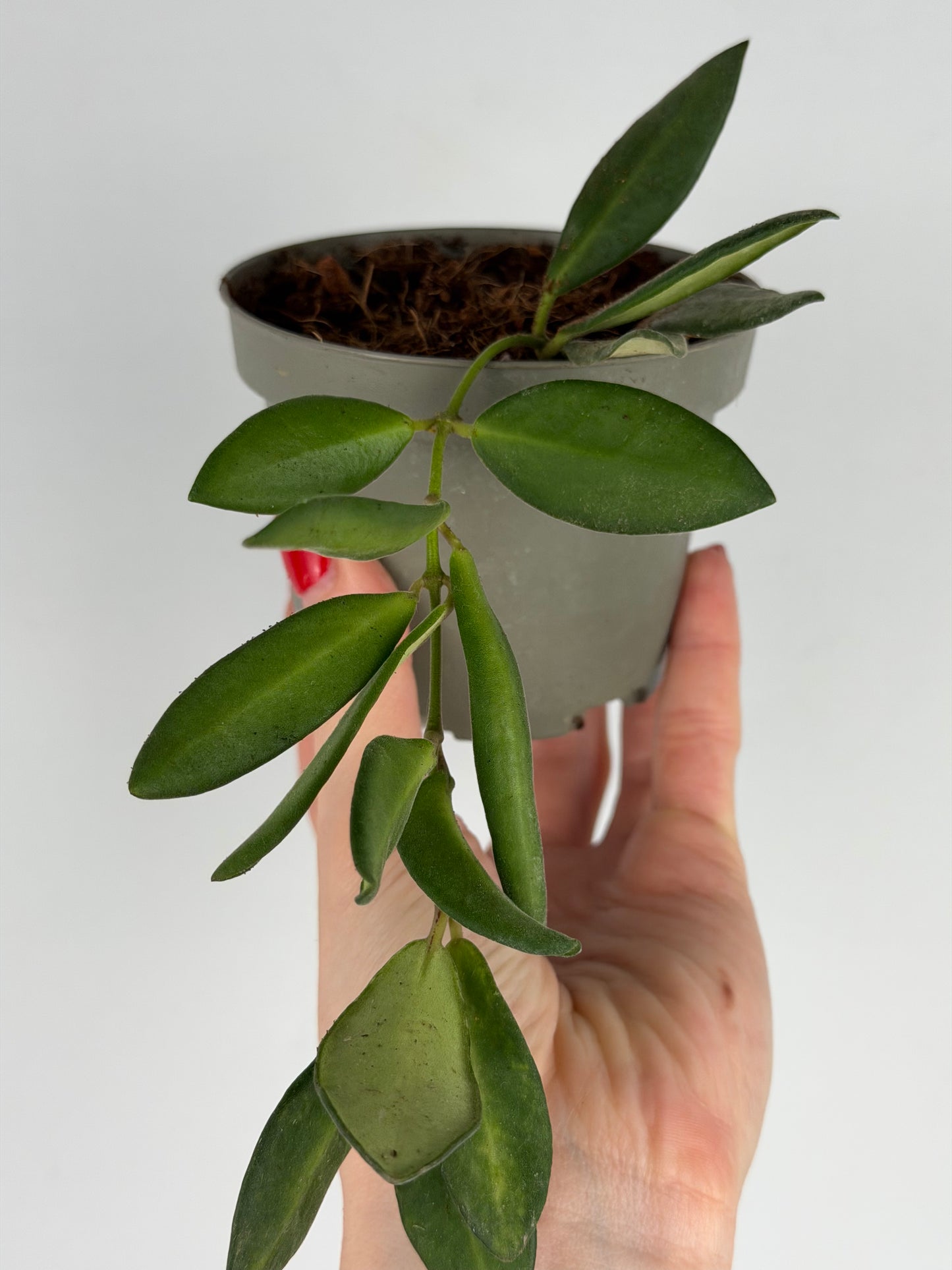 Hoya Burtoniae | Clara Tropical Corner