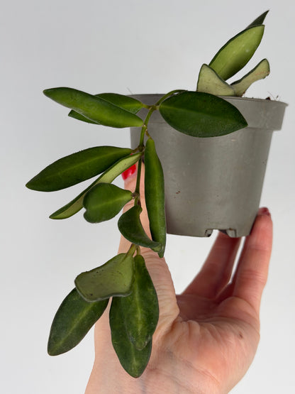 Hoya Burtoniae | Clara Tropical Corner