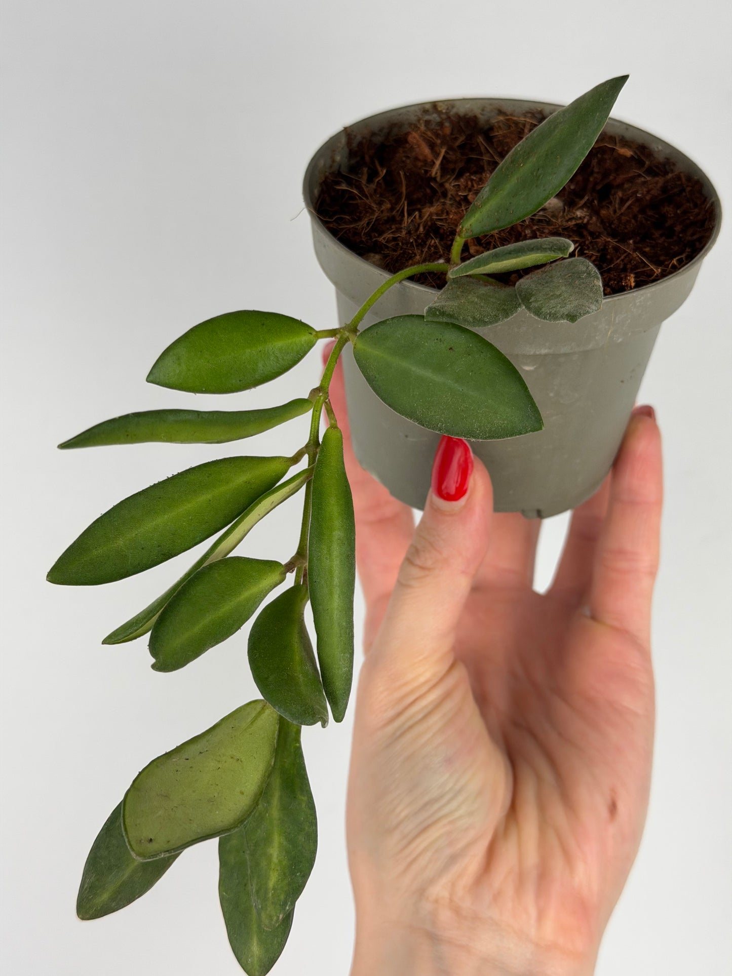Hoya Burtoniae | Clara Tropical Corner