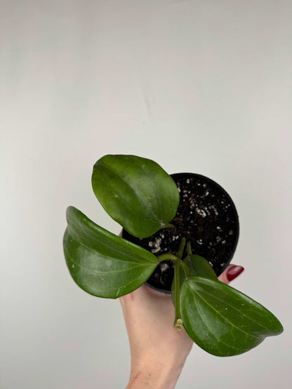 Hoya Quinquenervia