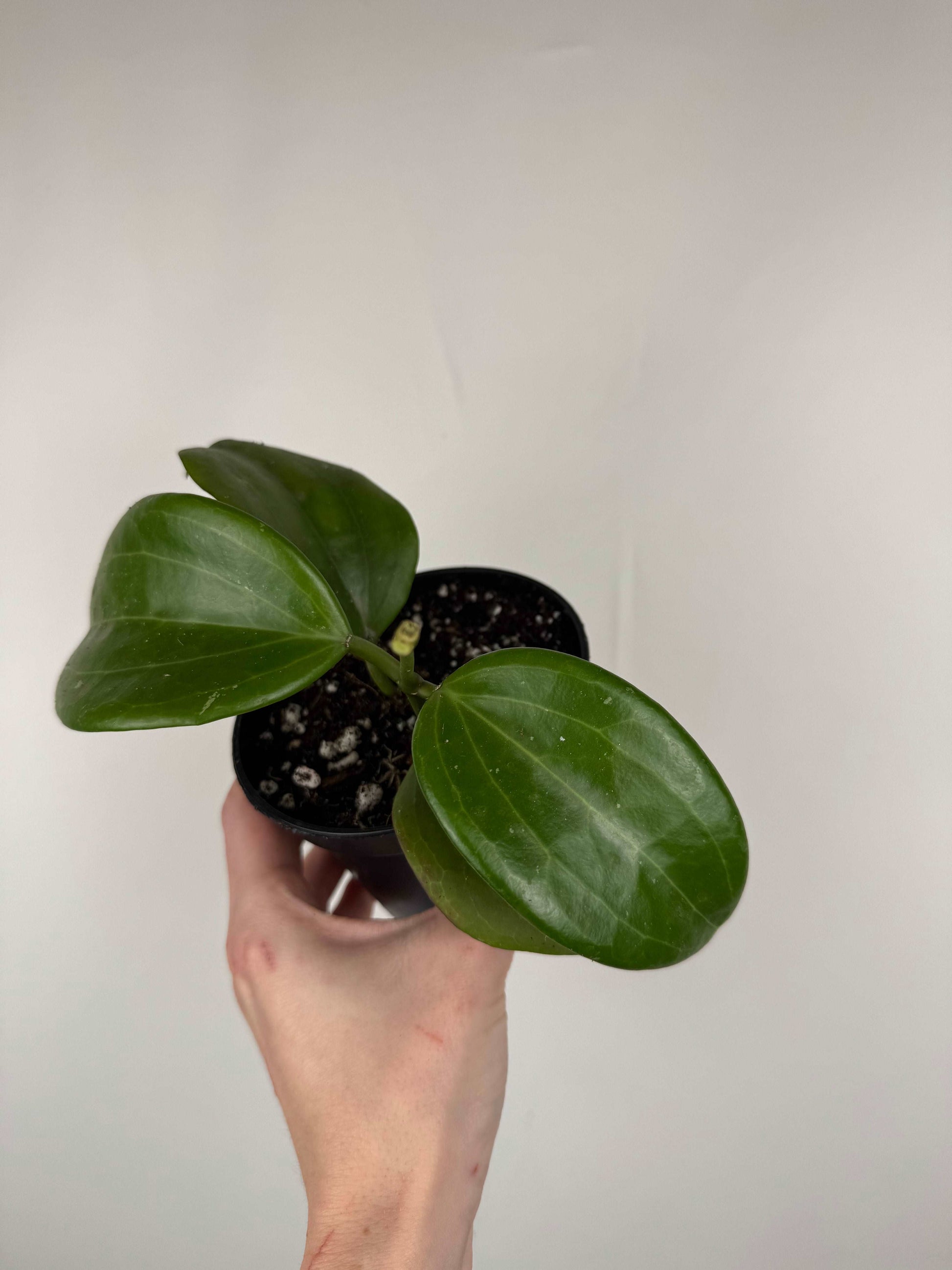 Hoya Quinquenervia