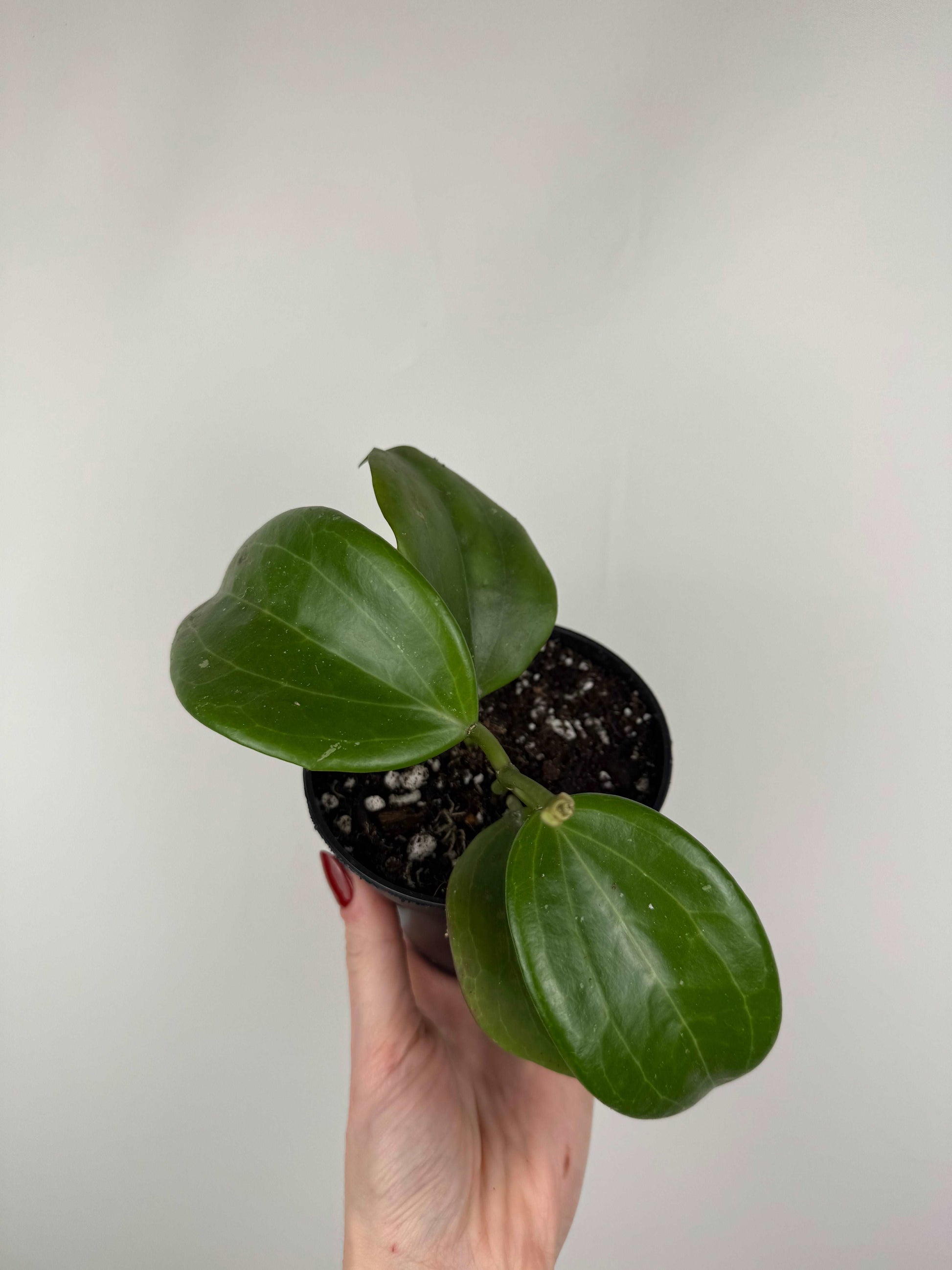 Hoya Quinquenervia