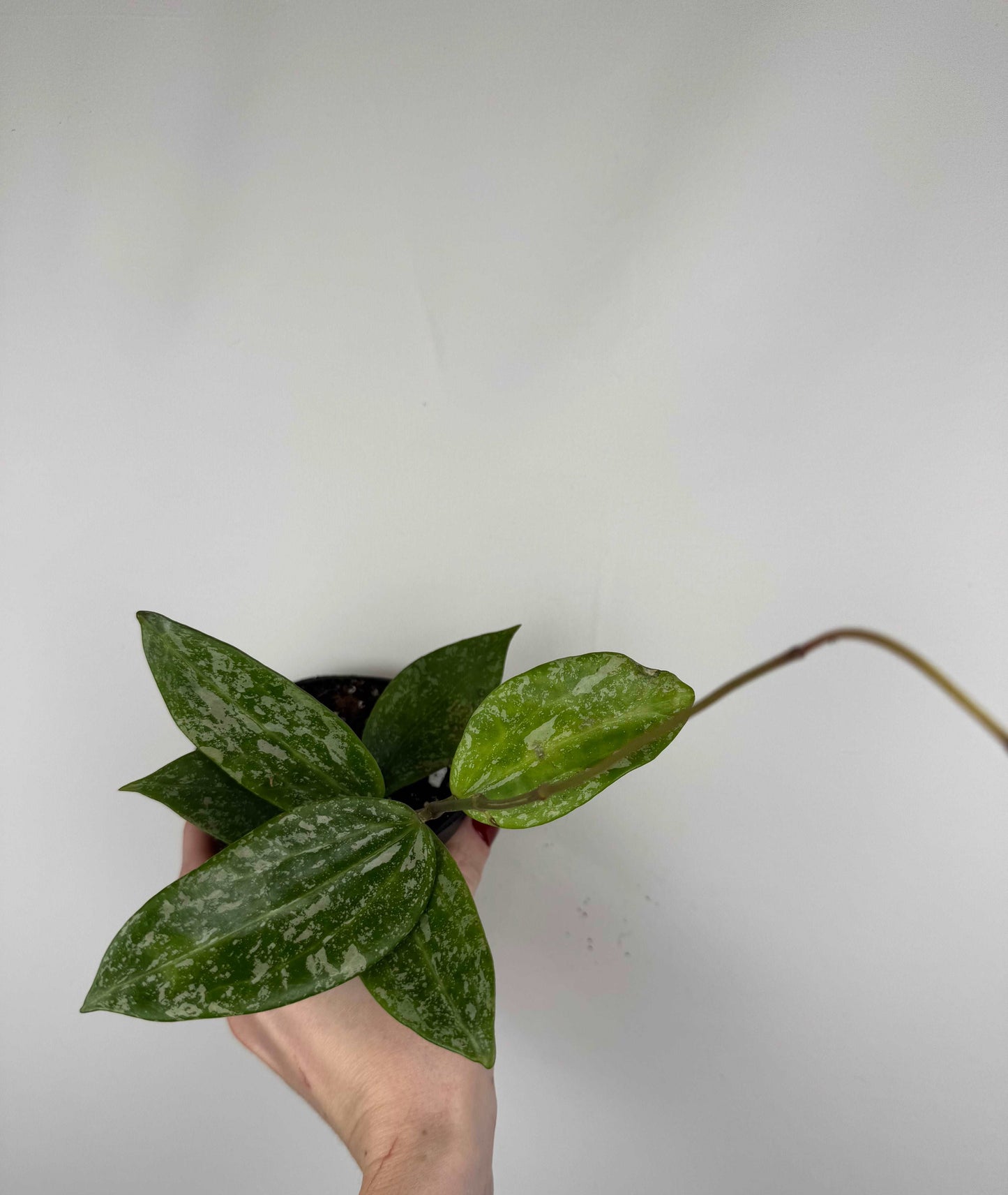 Hoya Rangsan