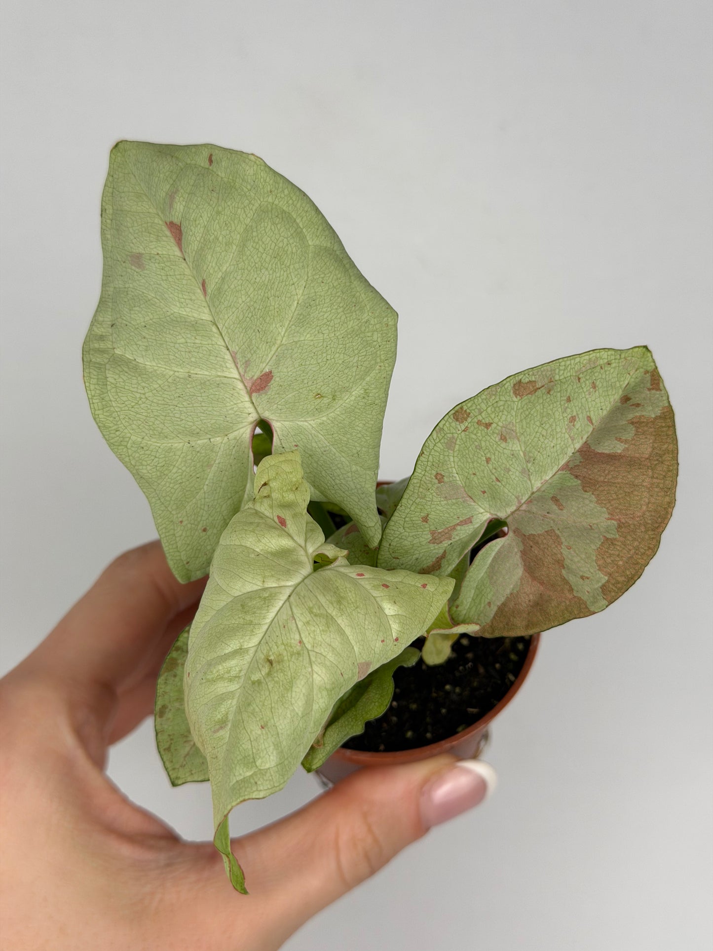 Syngonium Milk Confetti Syngonium Tropical Corner