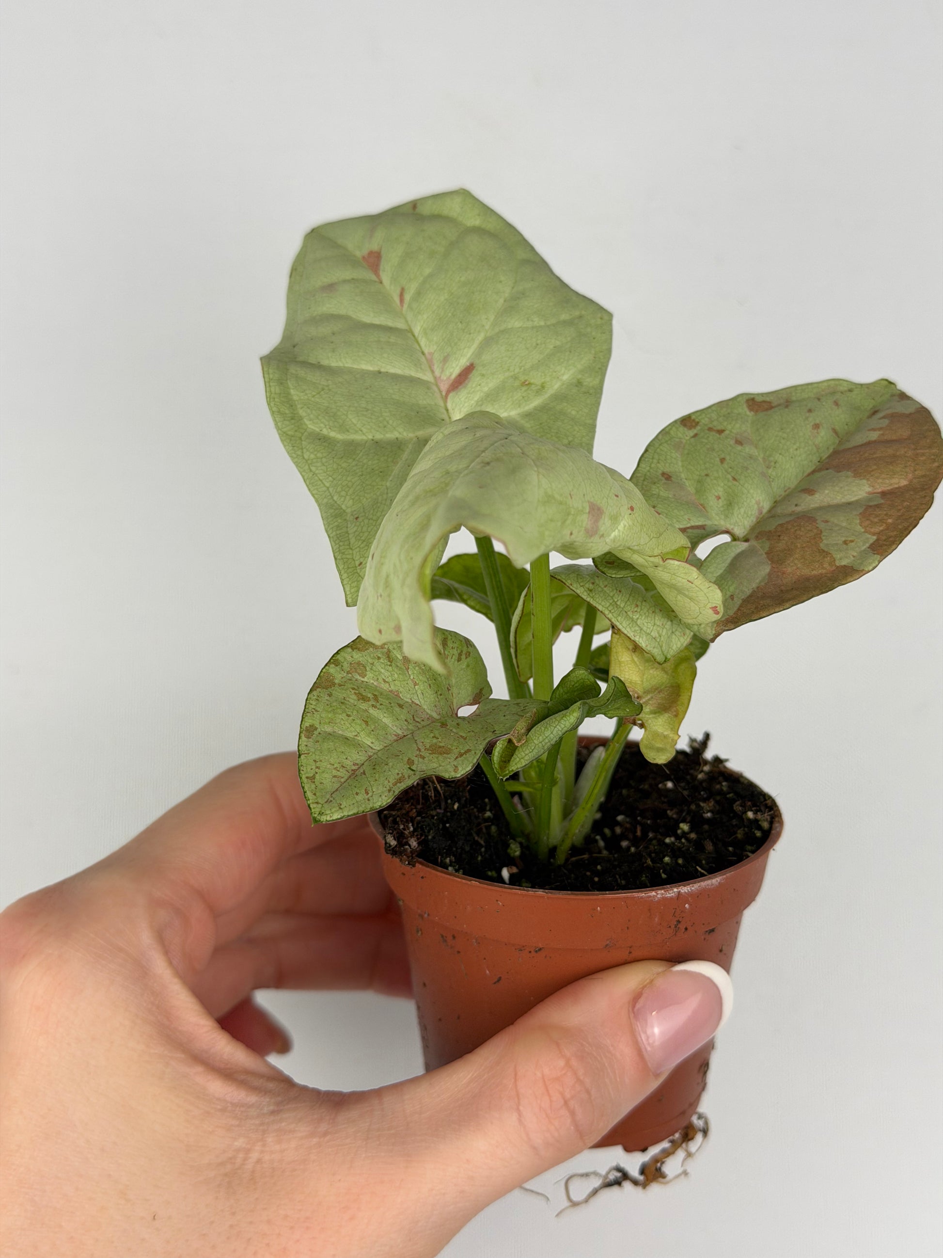 Syngonium Milk Confetti Syngonium Tropical Corner