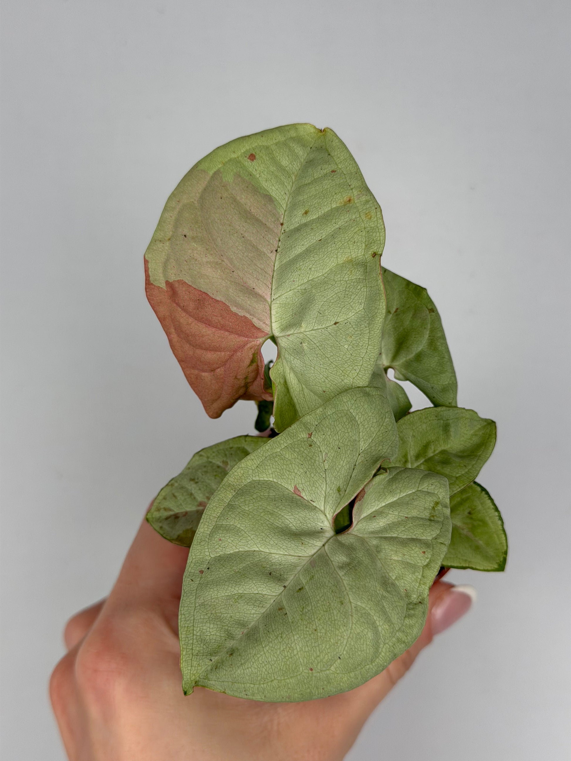 Syngonium Milk Confetti Syngonium Tropical Corner