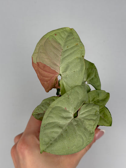 Syngonium Milk Confetti Syngonium Tropical Corner