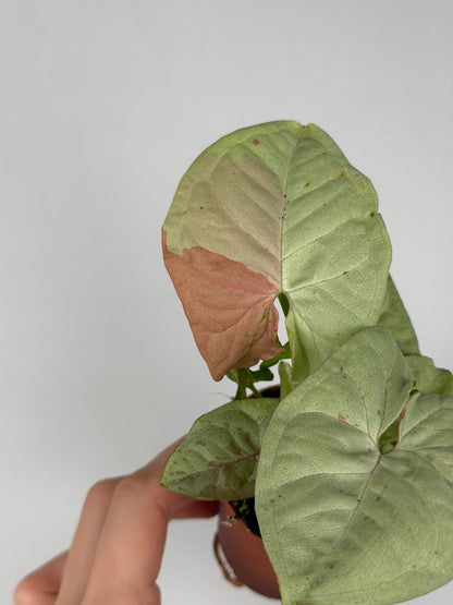 Syngonium Milk Confetti Syngonium Tropical Corner