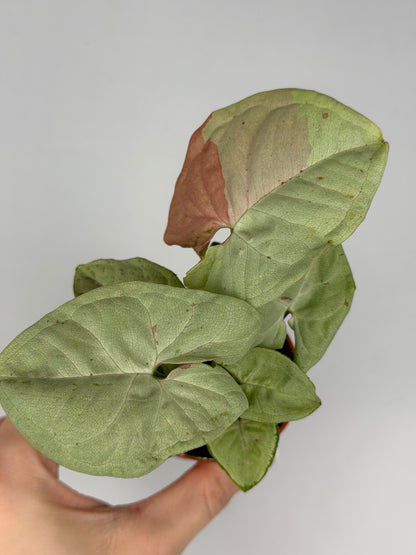 Syngonium Milk Confetti Syngonium Tropical Corner