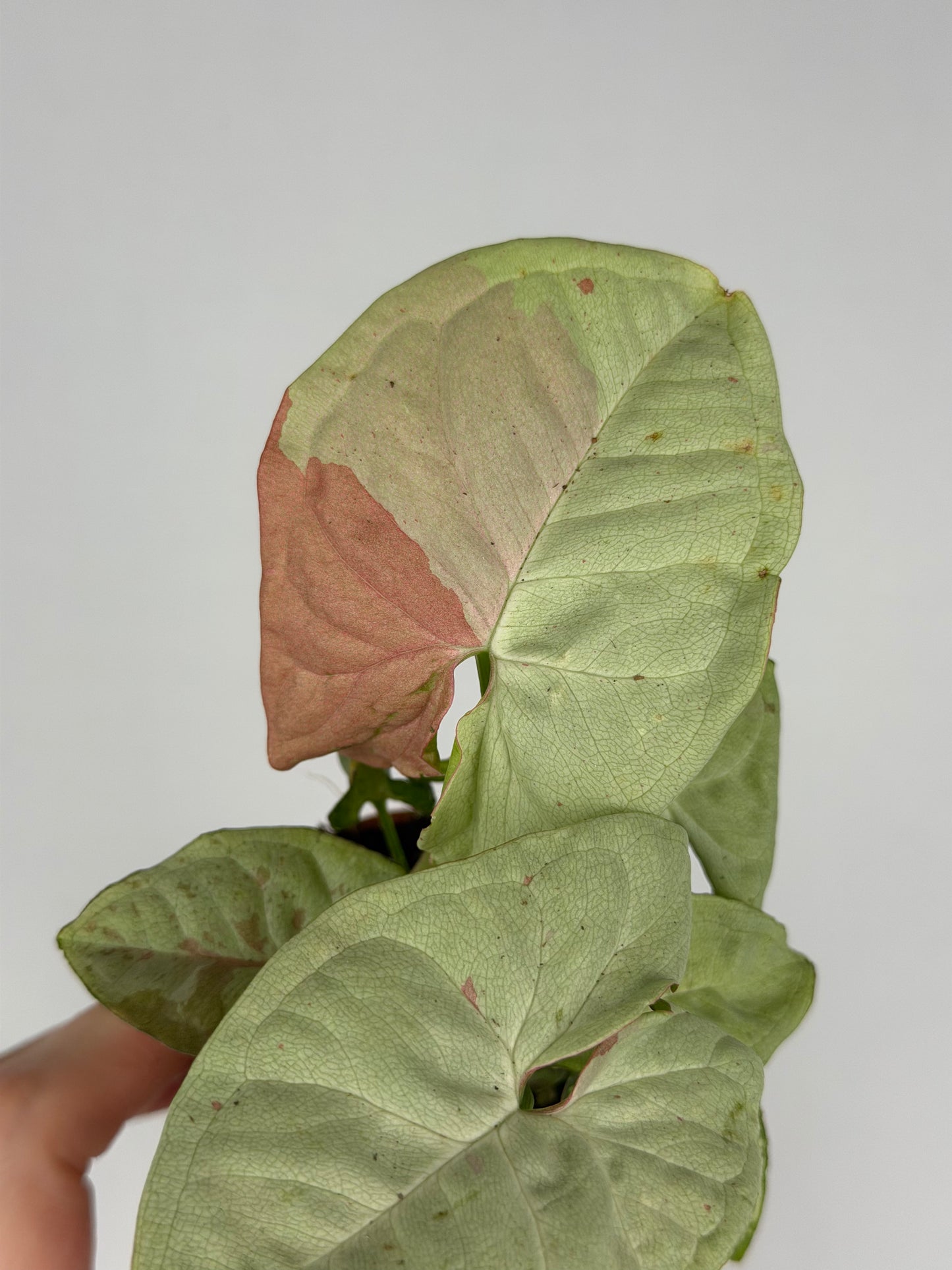 Syngonium Milk Confetti Syngonium Tropical Corner