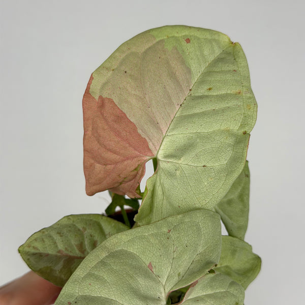 Syngonium Milk Confetti