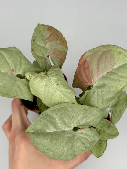 Syngonium Milk Confetti Syngonium Tropical Corner
