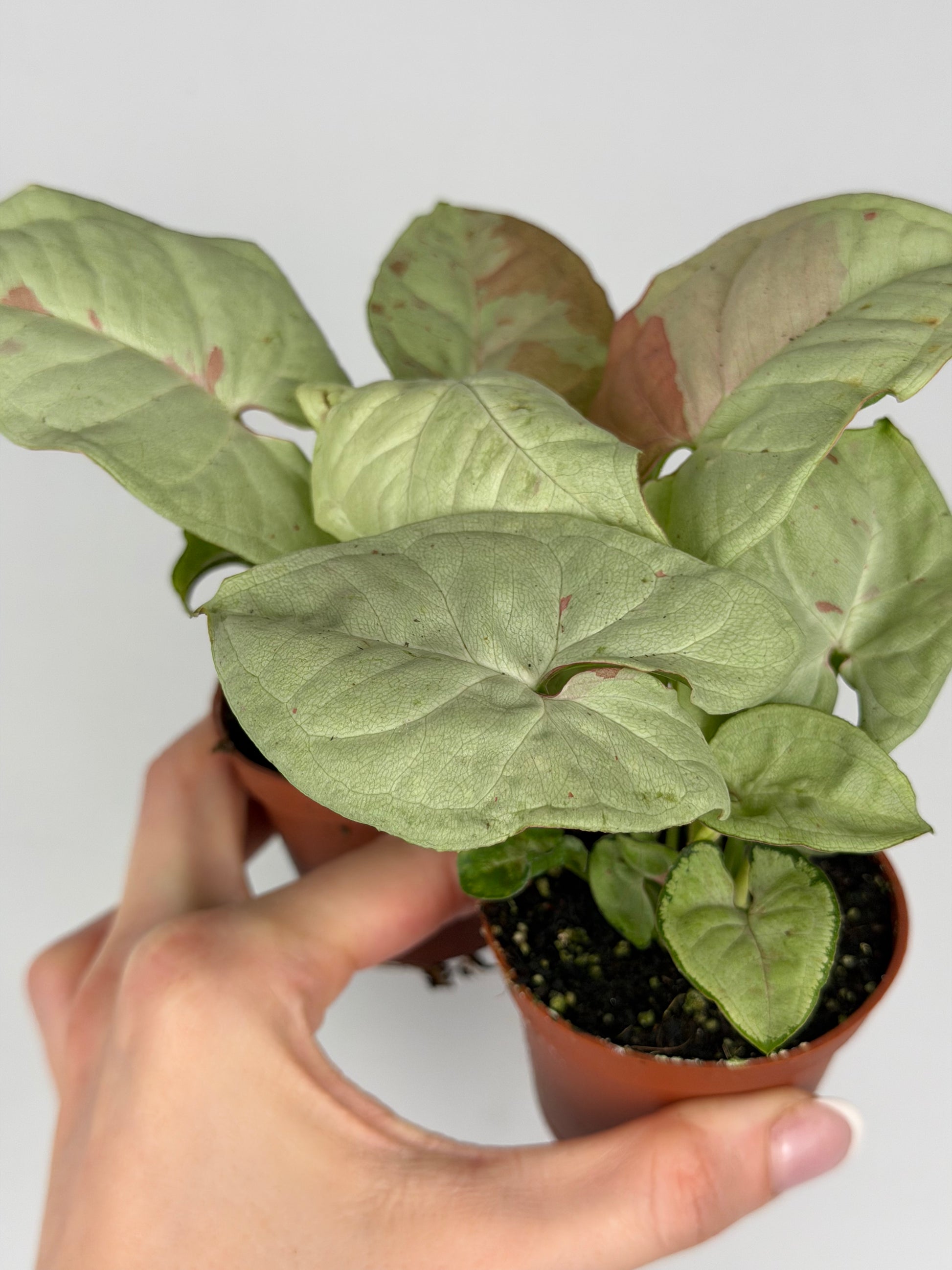 Syngonium Milk Confetti Syngonium Tropical Corner
