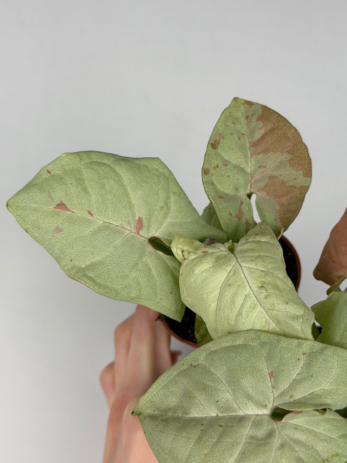 Syngonium Milk Confetti Syngonium Tropical Corner