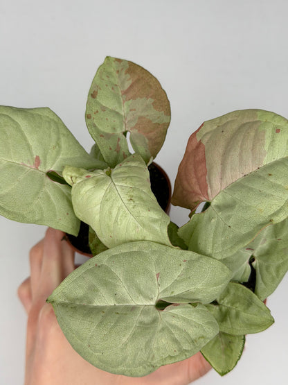 Syngonium Milk Confetti Syngonium Tropical Corner