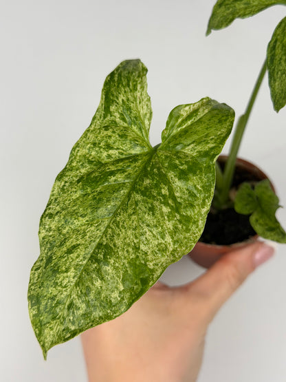 Syngonium 'Mottled Mojito' Syngonium Tropical Corner