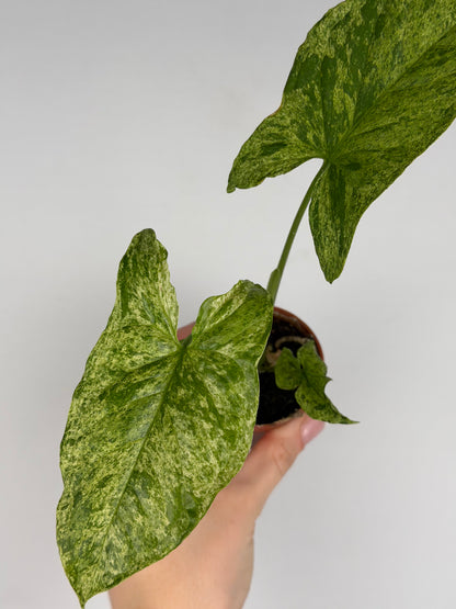 Syngonium 'Mottled Mojito' Syngonium Tropical Corner