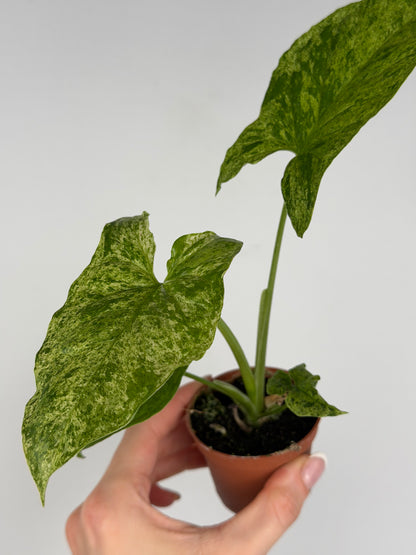 Syngonium 'Mottled Mojito' Syngonium Tropical Corner