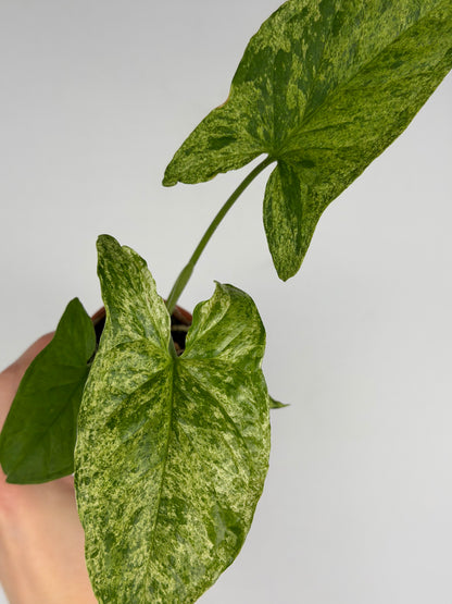 Syngonium 'Mottled Mojito' Syngonium Tropical Corner