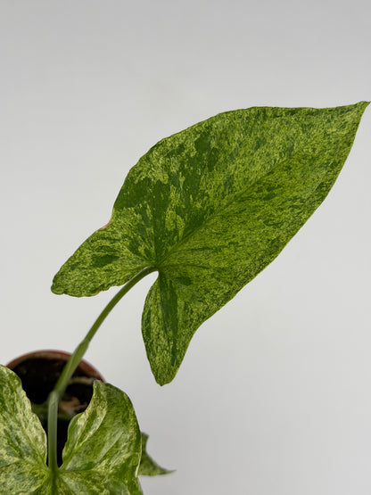 Syngonium 'Mottled Mojito' Syngonium Tropical Corner