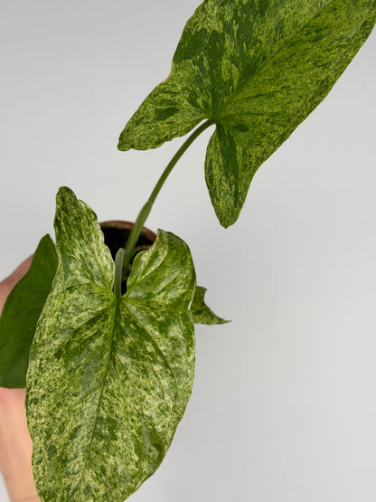 Syngonium 'Mottled Mojito' Syngonium Tropical Corner