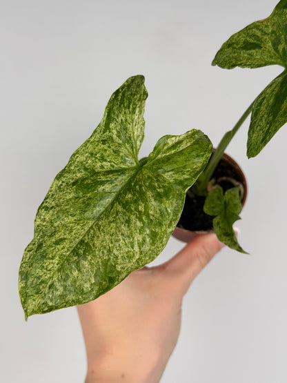 Syngonium 'Mottled Mojito' Syngonium Tropical Corner